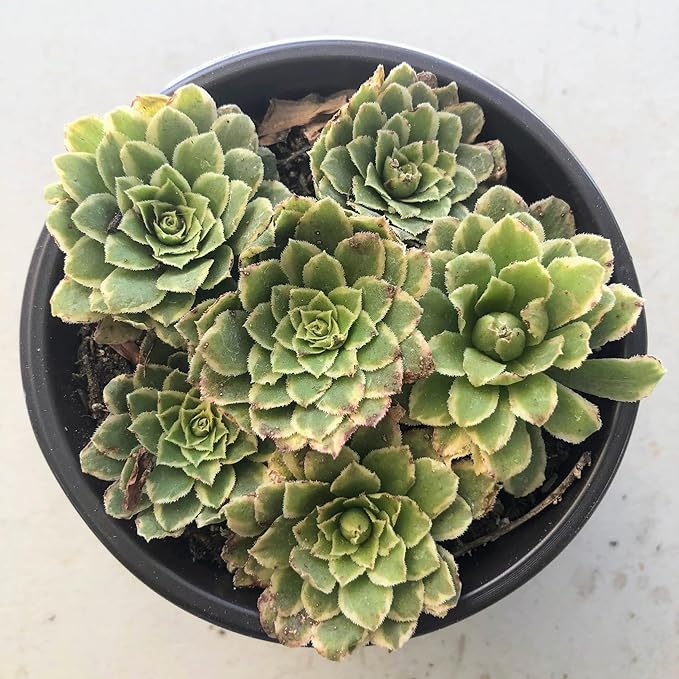 Blissful Aeonium Emerald Ice Succulent 4" Pot– Variegated Green & White Rosettes, Drought Tolerant, Easy Care Indoor/Outdoor Plant, Colorful Home & Garden Décor