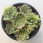 Blissful Aeonium Emerald Ice Succulent 4" Pot– Variegated Green & White Rosettes, Drought Tolerant, Easy Care Indoor/Outdoor Plant, Colorful Home & Garden Décor