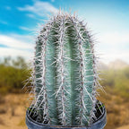 Cactus Outlet - Live Saguaro Cactus, Cactus Plants Live, Live Cactus 4’ - Live Plants Indoor & Outdoor Use, Rare Large Live Cactus - Landscape Ready Large Cactus Plant Live