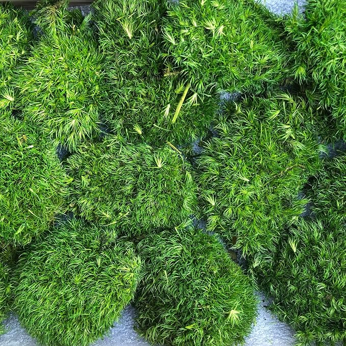 prefleur Preserved Pole Moss Pillow Bun Cushion Natural Decorative Real Natural Green DIY Kit Gardenning Art Wall Decor Florist Decor Easter Table Decor Wedding(1.5 sq.ft, Green-F)