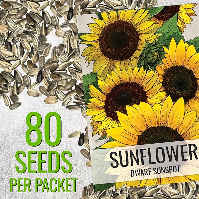 Seed Needs Sunflower Seeds for Planting Dwarf Sunspot Sunflowers - Heirloom & Open Pollinated Annual Cut Flower Seed to Plant 2 Foot Tall Sun Flowers (10 Packs)