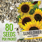 Seed Needs Sunflower Seeds for Planting Dwarf Sunspot Sunflowers - Heirloom & Open Pollinated Annual Cut Flower Seed to Plant 2 Foot Tall Sun Flowers (2 Packs)