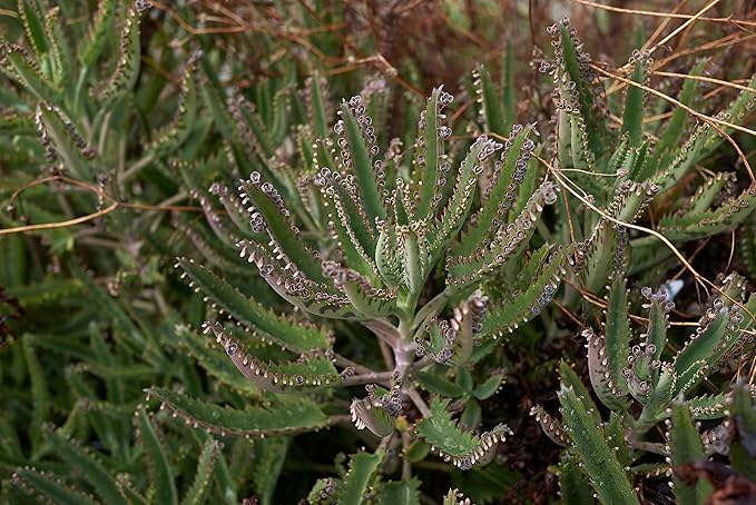 Smoke Camp Crafts 7 Live Plant Cuttings for Propagation, Queen of The Night Plant, Burro's Tail, Pencil Cactus, Spider, Snake, Mother of Thousands Green