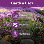 KVITER 20,000 Creeping Thyme Seeds (Thymus Serpyllum) – Wild Thyme, Aromatic Ground Cover, Purple Perennial Flower Seed Packets – Great Non GMO Herb Seeds for Outdoor Garden, Landscapes & Paths