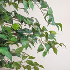 Nearly Natural 7ft Triple Trunk Artificial Ficus Tree with Natural Wood Trunks, Fake Tree For Indoor Home Decor, Faux Ficus Tree with Black Nursery Pot