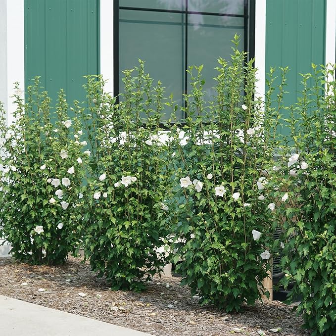 Proven Winners 2 Gal. White Pillar Rose of Sharon (Hibiscus) Shrub