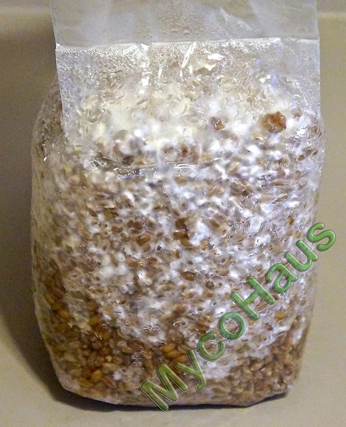MycoHaus Mushroom Growing Kit | Sterilized Rye Grain | Magic Indoor Grow Bags for Mushrooms | Shroom Home Cultivation Magic Supplies | Without Spores | Without Injection Ports | 2 Pound (1 Pack)