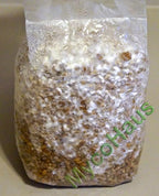 MycoHaus Mushroom Growing Kit | Sterilized Rye Grain | Magic Indoor Grow Bags for Mushrooms | Shroom Home Cultivation Magic Supplies | Without Spores | Without Injection Ports | 1 Pound (6 Pack)