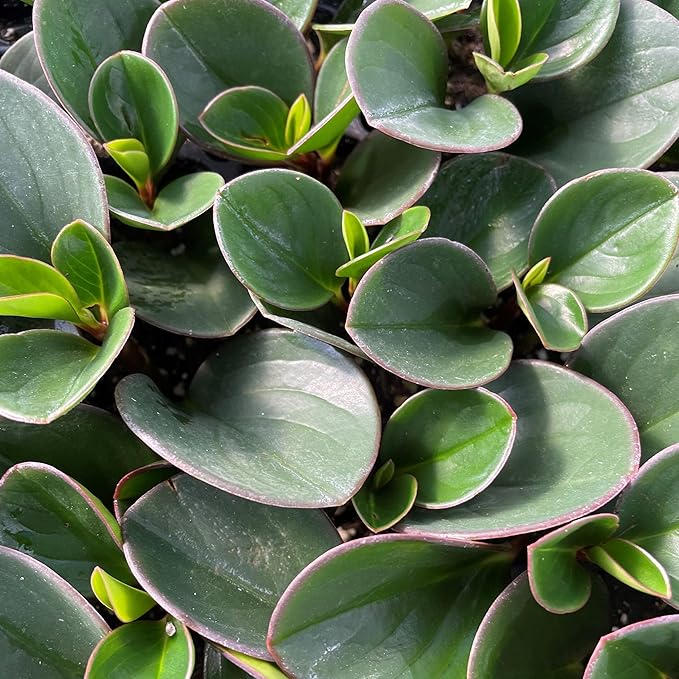 Peperomia Obtipan Green - 4 Live Starter Plants in 2 Inch Growers Pots - Peperomia Obtusifolia - Green Baby Rubber Plant - Elegant Indoor Houseplant
