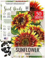 Seed Needs Joker Sunflower Seeds for Planting Sunflowers - Hybrid Flower Seed to Plant an Outdoor Home Grown Butterfly Garden (1 Pack)