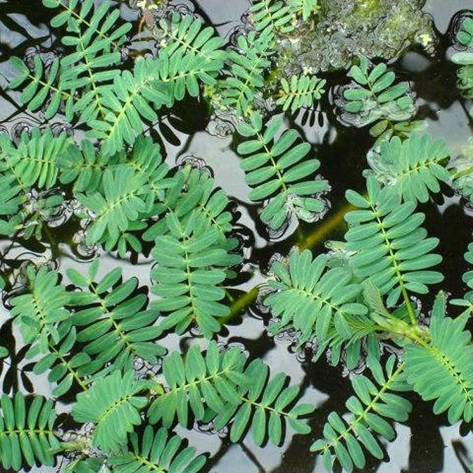 Chalily Giant Sensitive Plant, a Great Live Pond Plant for Your Water Garden. Filters The koi and Goldfish Pond. Good for Bogs, Plant Shelf or Shallow Water This marginal Aquatic is a Real Beauty