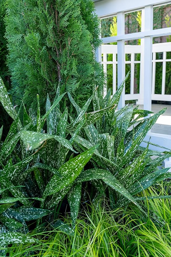 1.5 Gal Tokyo Skies Aspidistra - Variegated Cast Iron Plant