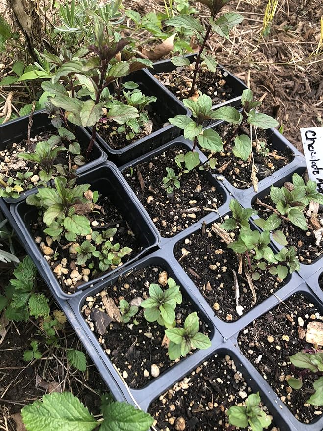Organic Chocolate Mint Live Plant (Mentha piperita 'Chocolate Mint') 2.5 inch Pot.