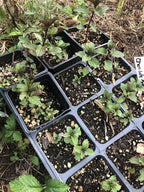 Organic Chocolate Mint Live Plant (Mentha piperita 'Chocolate Mint') 2.5 inch Pot.