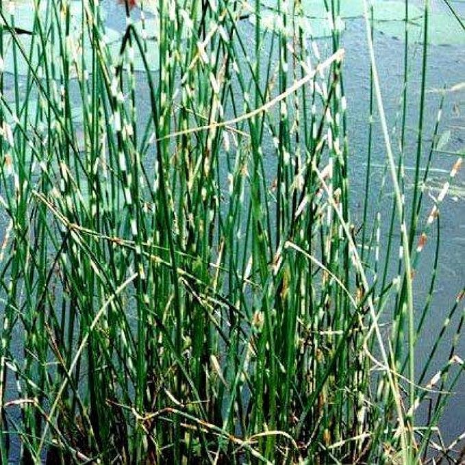 Zebra Rush, a Great Live Pond Plant for Your Water Garden. Filters The koi and Goldfish Pond. Good for Bogs, Plant Shelf or Shallow Water This marginal Aquatic is a Real Beauty