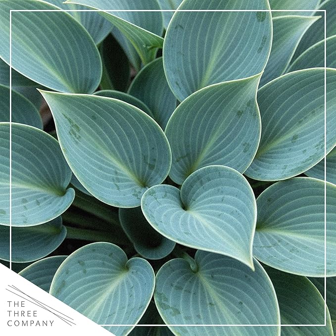 Live Perennial Hosta - Blue Cadet (3 Plants Per Pack) Beautiful Accent Plant, 10" Tall by 4" Wide in 1 Qt Pot