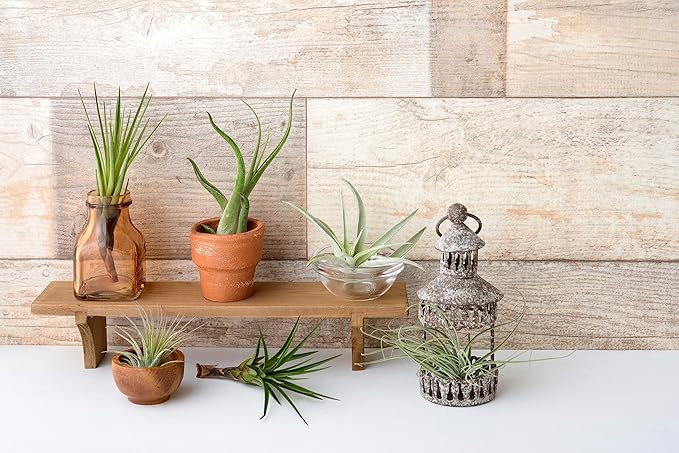 Tillandsia Air Plants Live Indoor Plants (100 Pack), Air Plants Bulk Party Favors or Wedding Favors Live Plants, Air Plant Lover Gifts, DIY Terrarium Kit, Air Succulents Plants Live by Plants for Pets