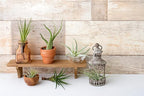 Tillandsia Air Plants Live Indoor Plants (12PK), Airplants Variety Live Plant Kit, Tropical Plants Live Houseplants, Air Plant Live Succulents Plants Live Plants Indoor House Plants by Plants for Pets