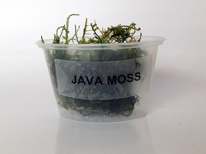 Java Moss Portion in 4 Oz Cup - Easy Live Fresh Water Aquarium Plants