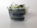 Java Moss Portion in 4 Oz Cup - Easy Live Fresh Water Aquarium Plants