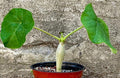 Jatropha Podagrica Buddha Belly Live Plant, 4 Inch, Bare Root by Exotic-Succulent-Collection