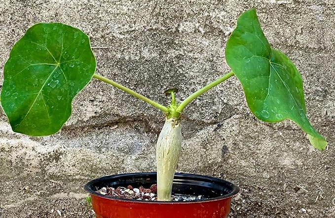 Jatropha Podagrica Buddha Belly Live Plant, 4 Inch, Bare Root by Exotic-Succulent-Collection