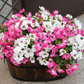 Artificial Flowers for Outdoor, UV Resistant Fake Silk Pansies Flowers, Realistic Faux Plants for Outside Indoor Porch Patio Window Box Planter Home Decor (16, White Pink)