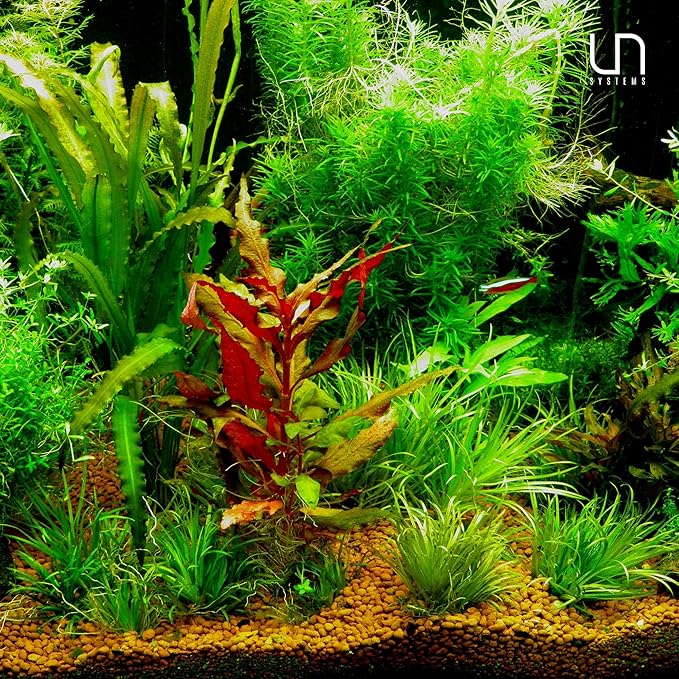 Ultum Nature Systems Sagittaria Subulata Tissue Culture Live Plant for Aquarium, Aquascape, Freshwater Fish Tanks - 100% Snail Free in Vitro