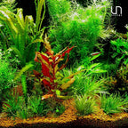Ultum Nature Systems Sagittaria Subulata Tissue Culture Live Plant for Aquarium, Aquascape, Freshwater Fish Tanks - 100% Snail Free in Vitro