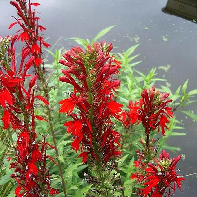 Cardinal Flower, a Great Live Pond Plant for Your Water Garden. Filters koi and Goldfish Ponds. Good for Bogs, Plant Shelf or Shallow Water This marginal Aquatic is a Real Beauty