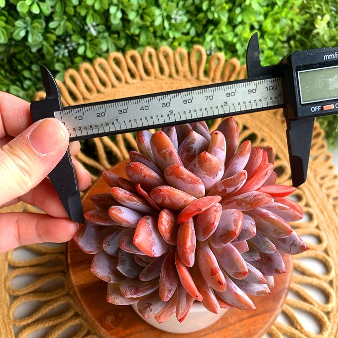 Succulent Plants Live Echeveria Orange Monroe,3-4 Head 3.5 inches Pink Mini Plants,Bare Root Without Pot Soil Live Plants,Wedding Garden Indoor House Baby Shower Decor Friend Plant Lover Gift