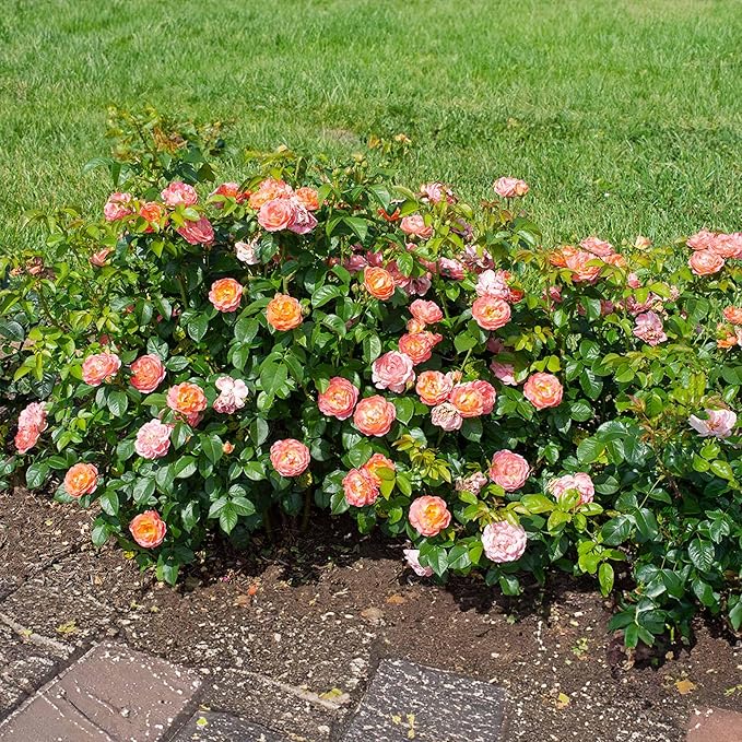 Perfect Plants Orange Glow Knock Out® Rose Bush 3 Gallon | Live Roses | Flowering Shrub