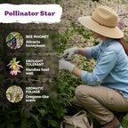KVITER 350 Spotted Bee Balm Seeds (Monarda Punctata) - Horsemint, Aromatic Oregano Scent, Pollinator Favorite Wildflower, Non GMO Heirloom Seed - Biennial Flower Seeds in Seed Packets for Outdoors