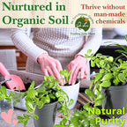 Dr. Lu’s Organic Trailing Jade Plant | Rare Jade Plant | Succulents Plants Live | Air Purifying Plants Indoor | Easy Grow House Plants in 5'' H x 4'' W Nursery Pot