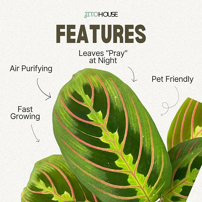 Live Red Maranta Prayer Plant in 4” Pot | Pet Friendly Indoor Houseplant | Leaves Move & Fold at Night | Easy Care Fast Growing Plant for Home, Office & Apartment Décor | Gift by JitoHouse