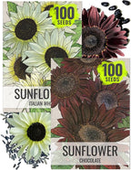 Seed Needs Sunflower Seeds for Planting Chocolate/Italian White Sunflowers - Heirloom & Open Pollinated Helianthus Seed Collection to Plant a Butterfly Garden (2 Packs)