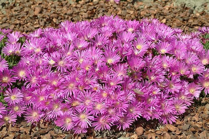 Purple Ice Plant Delosperma cooperi – Succulent Groundcover with Vibrant Purple Flowers, Drought Tolerant, Full Sun, Pet Safe, and Suitable for Containers and Gardens 1 Quart (Pack of 10)