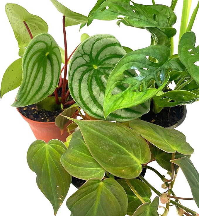 BubbleBlooms Indoor Foliage Assortment, 4 inch Set of 3, Best-Sellers Most Popular House Plant Variety