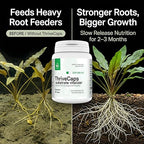 ThriveCaps Aquarium Root Cabs – Premium Root Fertilizer for Live Plants – Slow Release – Strong NPK + Micros – Safe for Shrimp & Snails – 60 Count