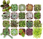 Shop Succulents Everything Mini Succulent Plant Pack – Live Mini Succulent Plants, Assorted Colorful Mix, Easy Care Houseplants – Gardening, Terrariums, Gifts & Party Favors, 2" Pots