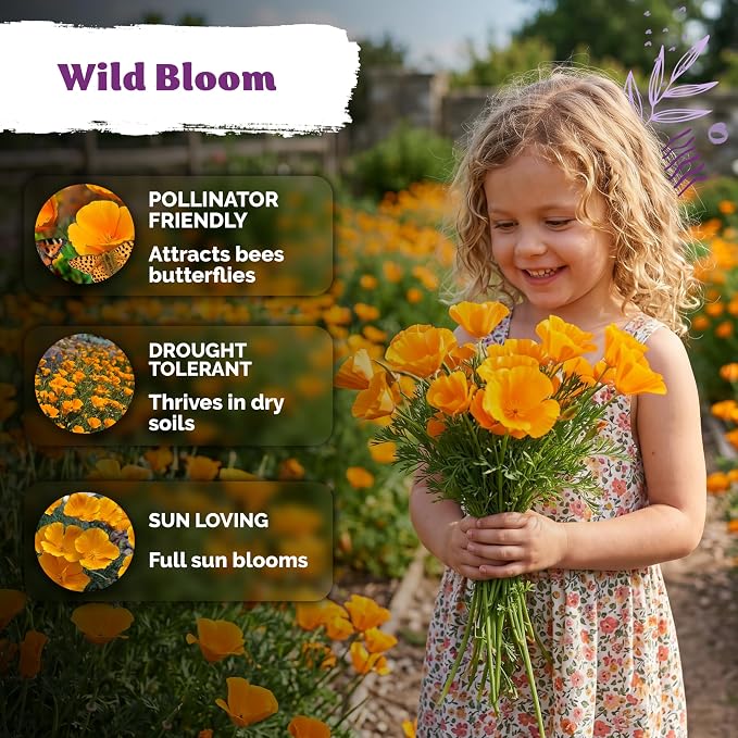 KVITER 3000 Orange California Poppy Seeds (Eschscholzia Californica) - Californian Poppy, Drought Tolerant Wildflower, Orange Flower Seed Packets - Flower Seeds for Outdoor Garden, Meadow, Cut Flowers