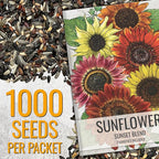 Seed Needs Sunflower Seeds to Plant Sunset Blend 7 Varieties Mix | 1000+ Seeds Helianthus Annuus Heirloom Open Pollinated Bulk Flower Seed | Multicolored Sun Flowers