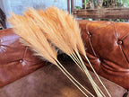 Premium Faux Golden Apricot Pampas Grass – 43.3" Tall Fluffy Warm Decor, 8pcs 18-Branch One-Piece Stems No Assembly, Luxury Silk-Feel Feather Flowers for Boho Modern Decor , Honey Apricot 8 Stems110cm