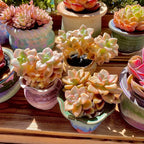 FWPP,Succulents Plants Live Graptoveria Paraguayense Bernalense Variegated, 2-3 Heads 4", Bare Root Without Pot Soil, Garden Indoor Office Desk, Wedding Baby Shower Decoration, Friend Lovers Gifts