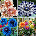 Dahlia Pinnate Flower Seeds, 100 Mixed Rare Labyrinth Dahlia Seeds, Non-GMO Dahlia Seed for Home Gardens Outdoor