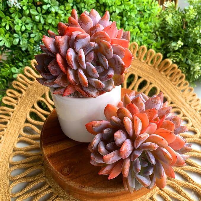 Succulent Plants Live Echeveria Orange Monroe,3-4 Head 3.5 inches Pink Mini Plants,Bare Root Without Pot Soil Live Plants,Wedding Garden Indoor House Baby Shower Decor Friend Plant Lover Gift
