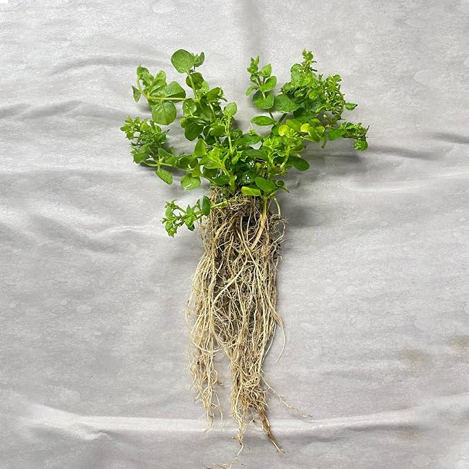 Chalily Creeping Jenny 'Green', a Great Live Pond Plant for Your Water Garden. Filters The koi and Goldfish Pond. Good for Bogs, Plant Shelf or Shallow Water This marginal Aquatic is a Real Beauty