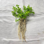 Chalily Creeping Jenny 'Green', a Great Live Pond Plant for Your Water Garden. Filters The koi and Goldfish Pond. Good for Bogs, Plant Shelf or Shallow Water This marginal Aquatic is a Real Beauty