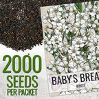 Seed Needs White Baby's Breath Seeds for Planting - Heirloom & Open Pollinated Annual Flowers - Perfect for a Butterfly Garden, Bouquets & Floral Arrangements (1 Pack)