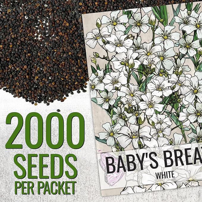Seed Needs White Baby's Breath Seeds for Planting - Heirloom & Open Pollinated Annual Flowers - Perfect for a Butterfly Garden, Bouquets & Floral Arrangements (2 Packs)